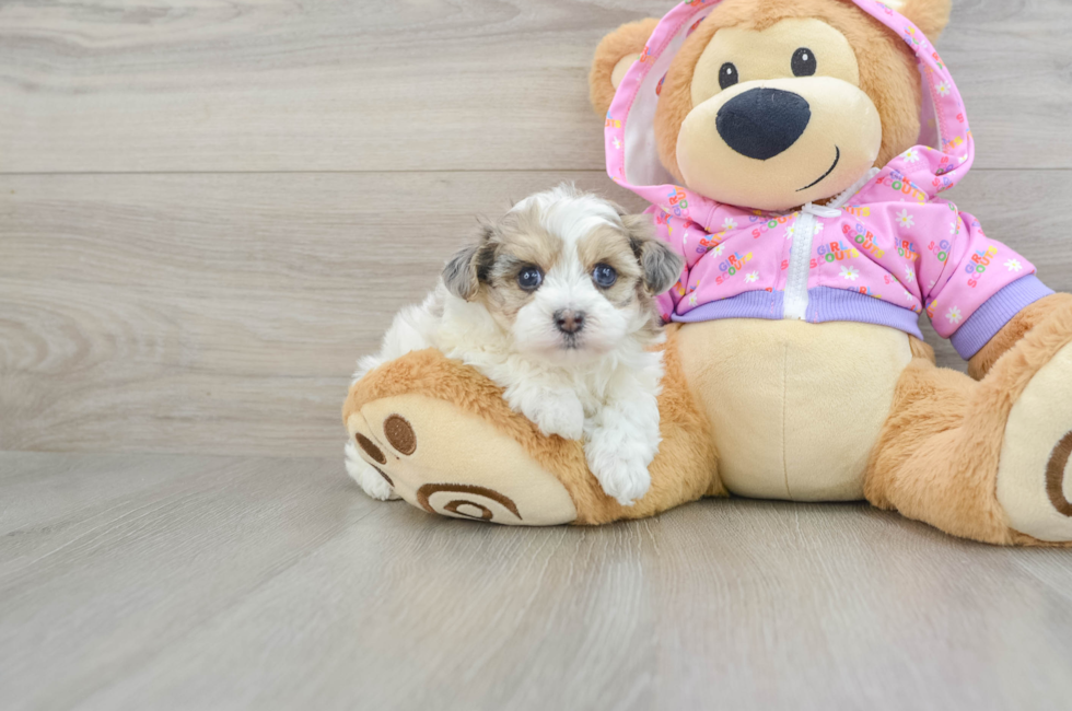 5 week old Maltipoo Puppy For Sale - Premier Pups