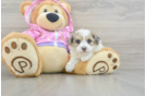 Friendly Maltipoo Baby