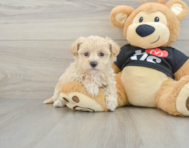 8 week old Maltipoo Puppy For Sale - Premier Pups