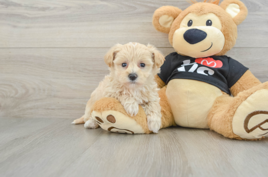 Maltipoo Puppy for Adoption