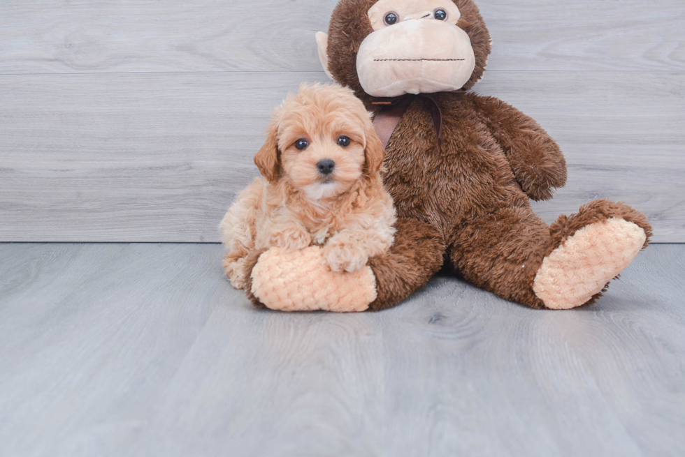 Maltipoo Pup Being Cute