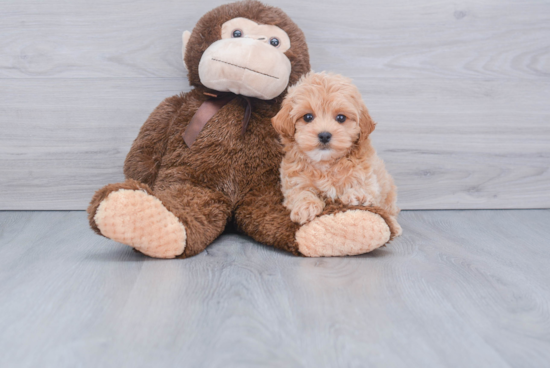 Maltipoo Pup Being Cute