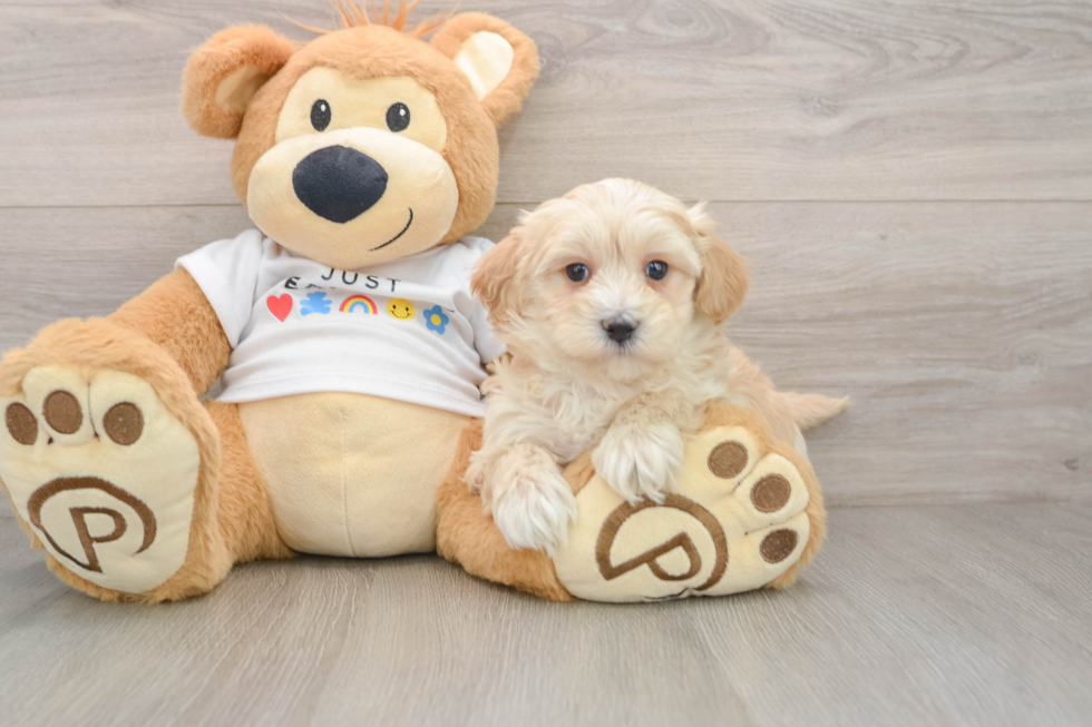 Funny Maltipoo Poodle Mix Pup