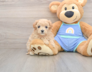 9 week old Maltipoo Puppy For Sale - Premier Pups