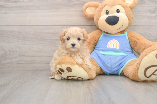 Maltipoo Puppy for Adoption