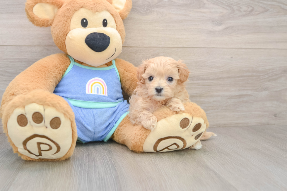 Adorable Maltidoodle Poodle Mix Puppy