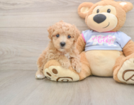 9 week old Maltipoo Puppy For Sale - Premier Pups
