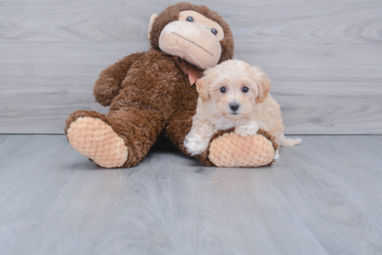 Fluffy Maltipoo Poodle Mix Pup