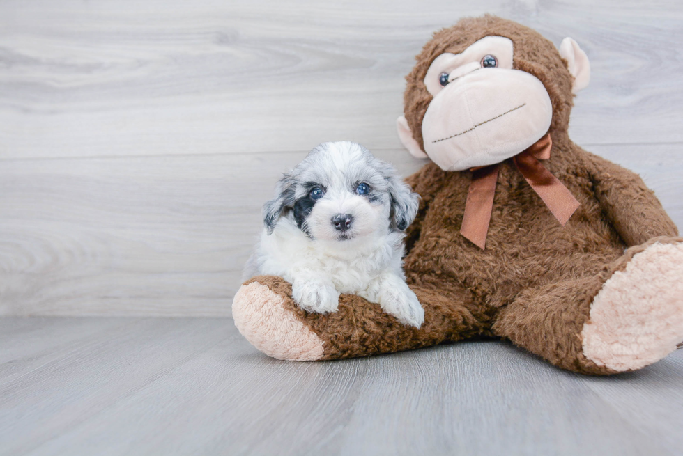 Smart Maltipoo Poodle Mix Pup