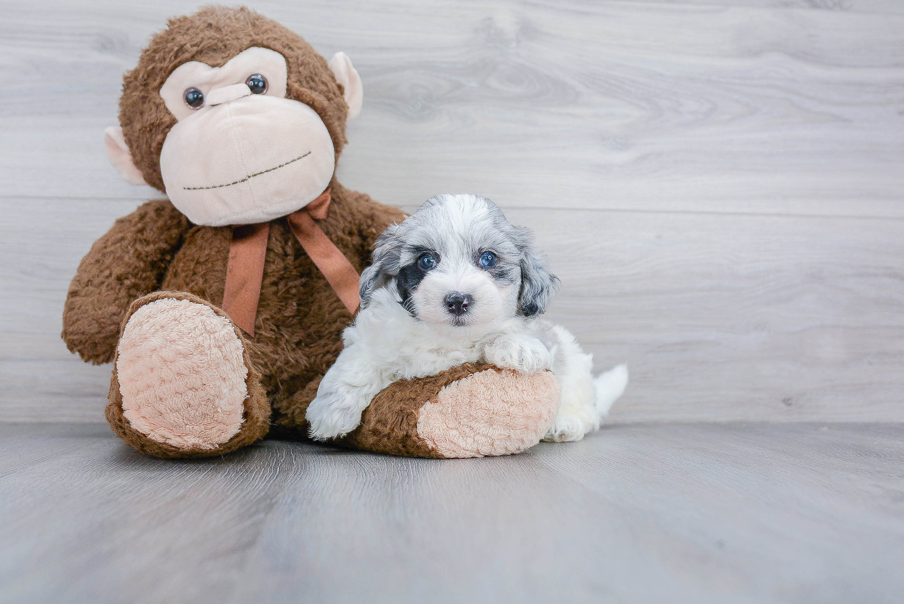 Maltipoo Pup Being Cute
