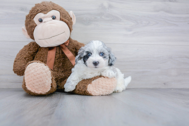 Maltipoo Pup Being Cute