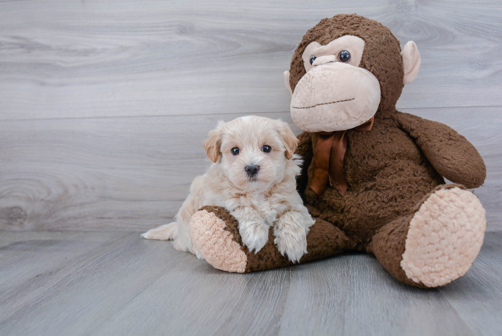 Friendly Maltipoo Baby