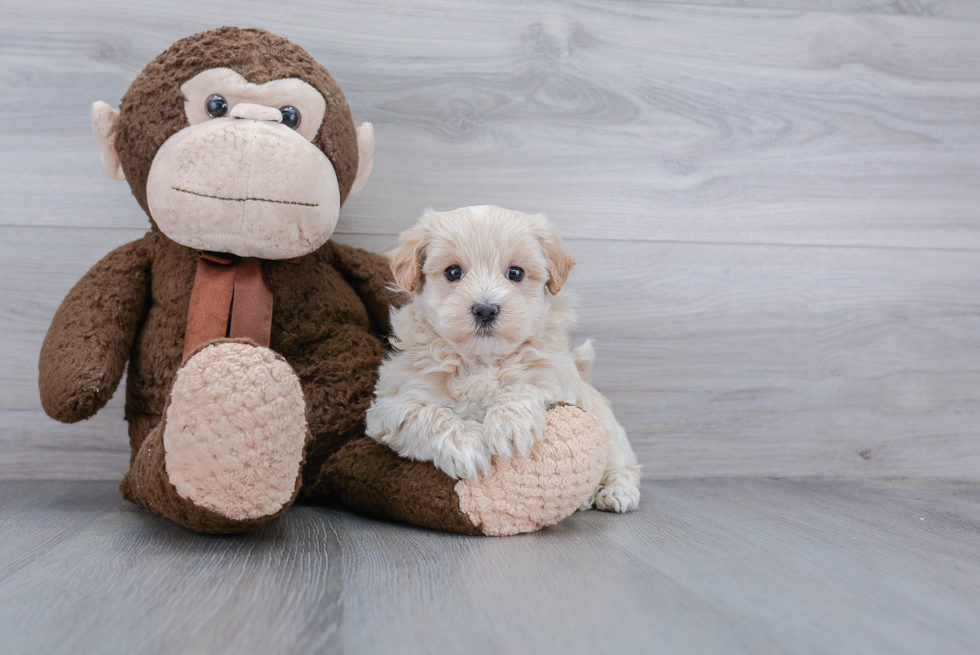 Best Maltipoo Baby