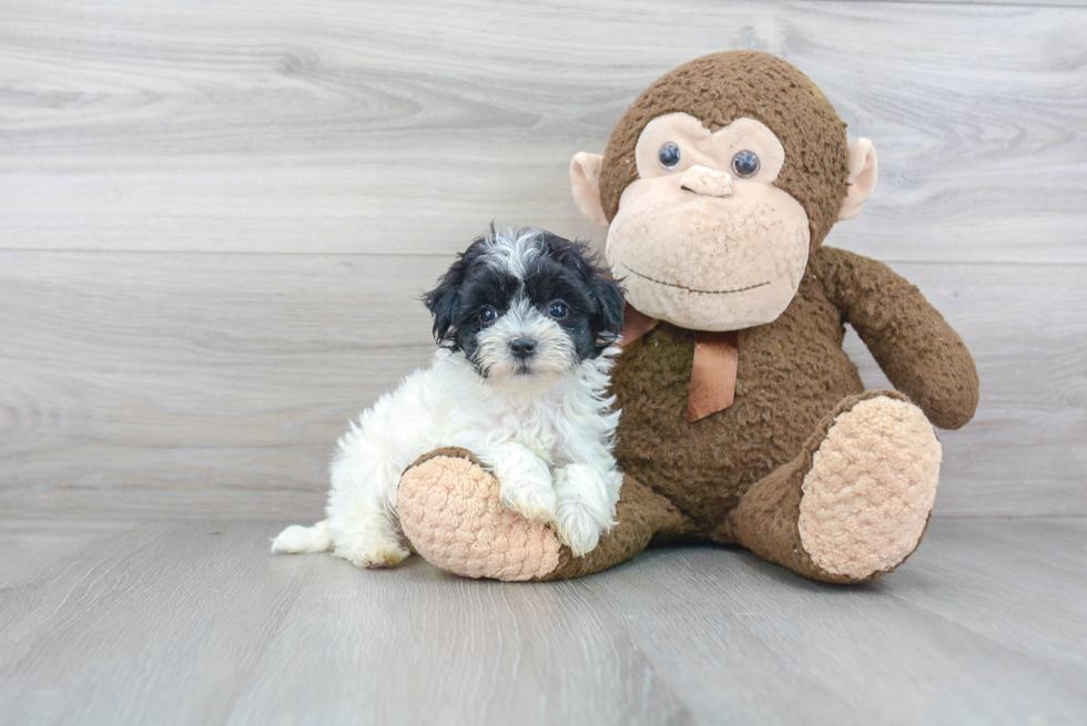 Little Maltepoo Poodle Mix Puppy