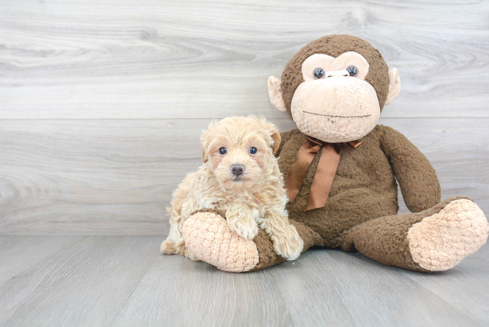 Maltipoo Pup Being Cute