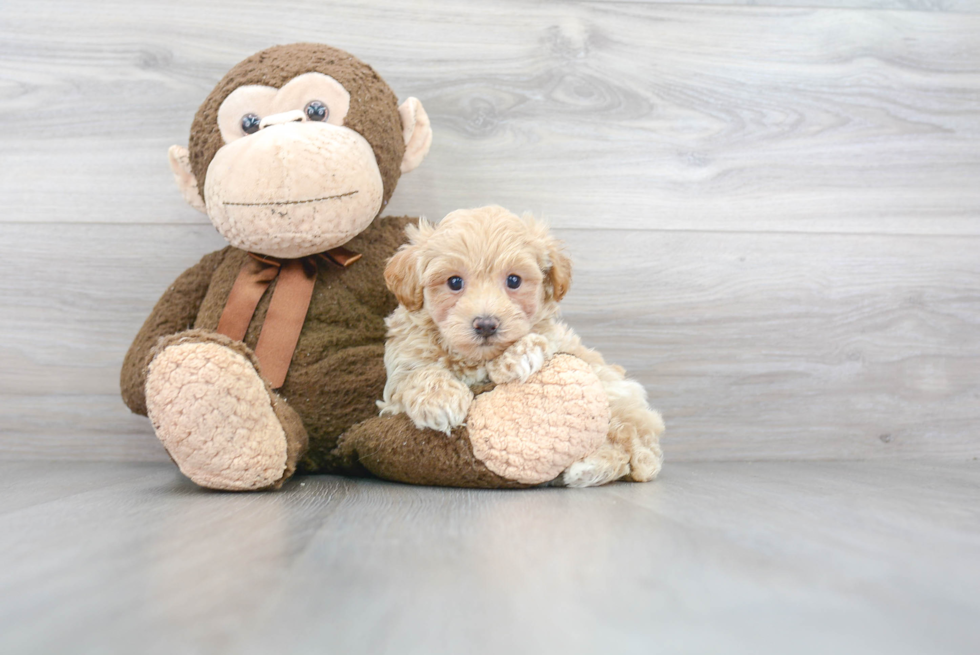 Maltipoo Puppy for Adoption