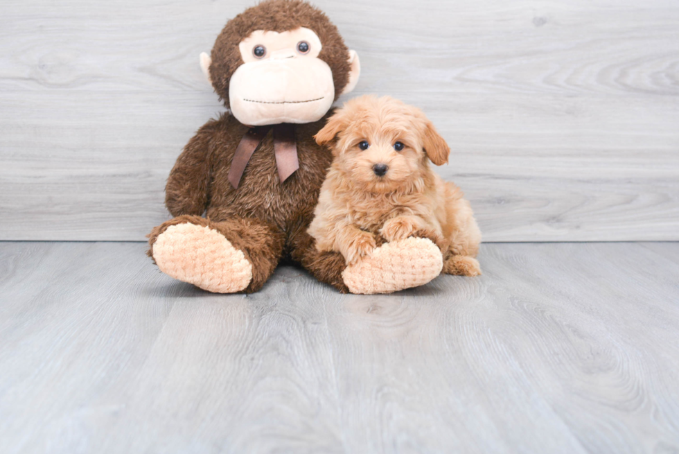 Maltipoo Pup Being Cute