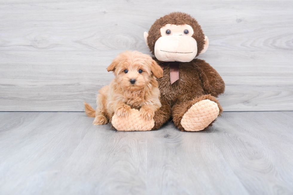 Happy Maltipoo Baby