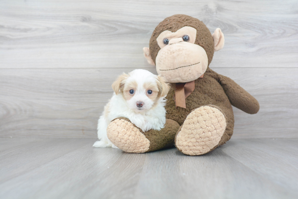 Maltipoo Pup Being Cute