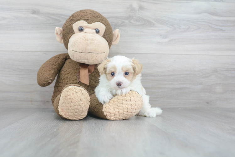 Smart Maltipoo Poodle Mix Pup