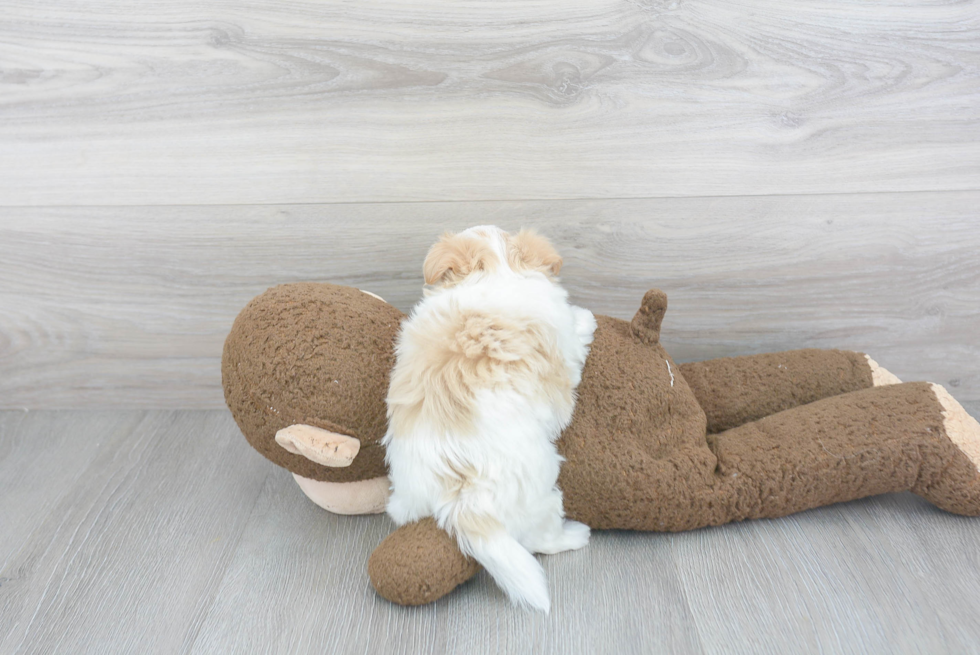 Adorable Maltepoo Poodle Mix Puppy