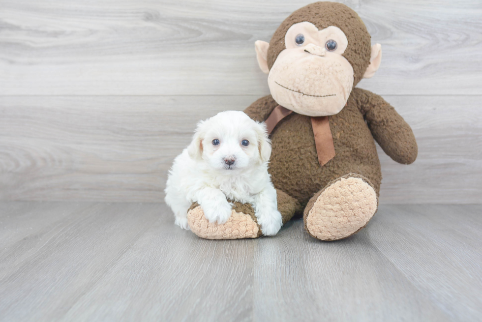 Maltipoo Puppy for Adoption