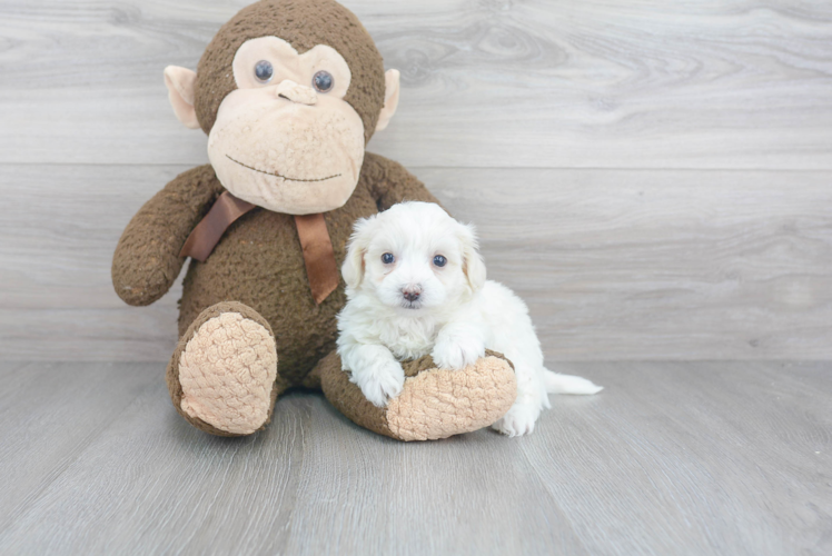 Friendly Maltipoo Baby