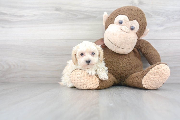 Maltipoo Puppy for Adoption