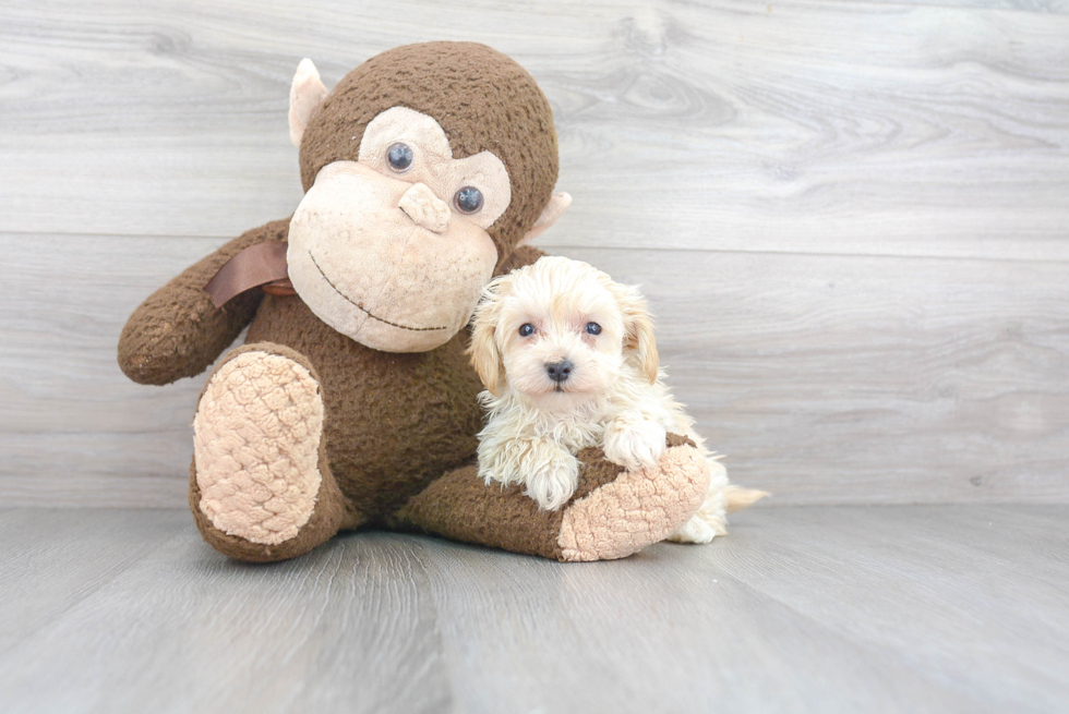 Best Maltipoo Baby