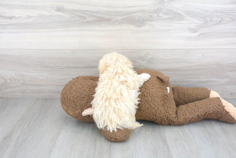 Best Maltipoo Baby