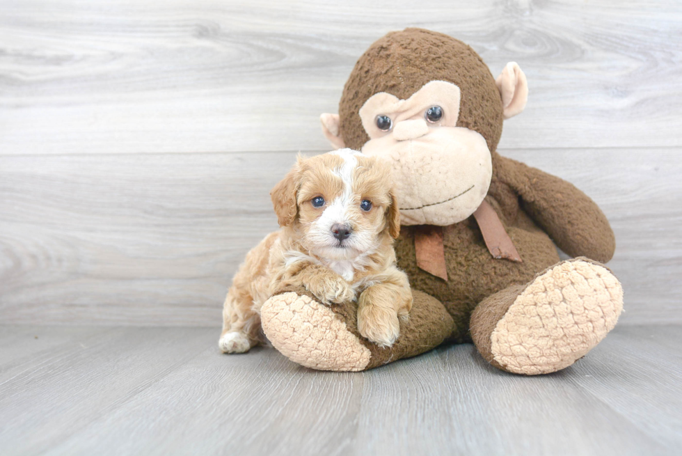 Friendly Maltipoo Baby