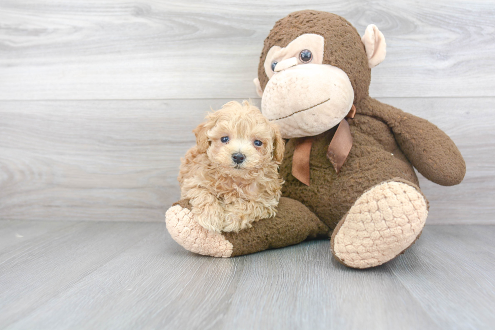 Smart Maltipoo Poodle Mix Pup