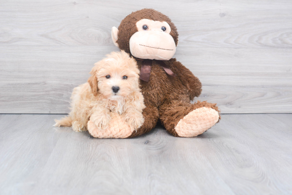 Petite Maltipoo Poodle Mix Pup