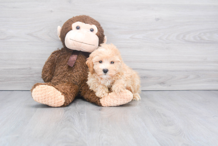 Maltipoo Pup Being Cute