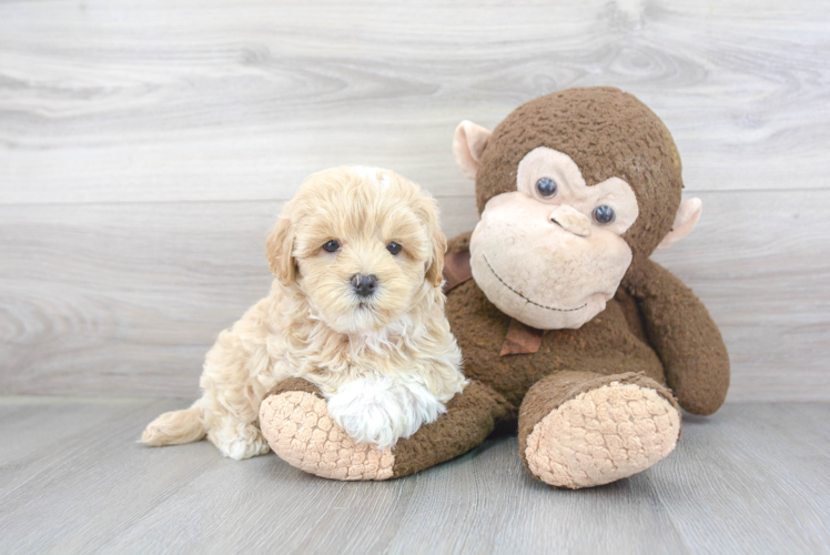 Petite Maltipoo Poodle Mix Pup