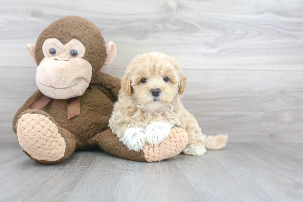 Energetic Maltepoo Poodle Mix Puppy