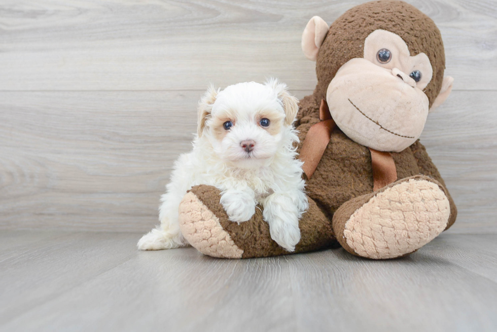 Maltipoo Puppy for Adoption