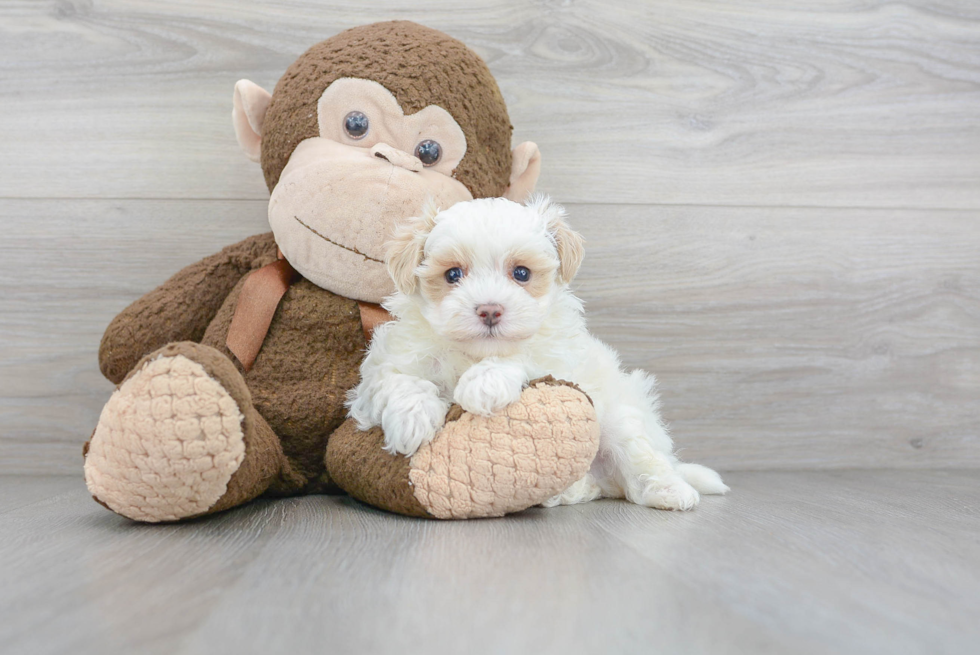 Hypoallergenic Maltese Poodle Poodle Mix Puppy