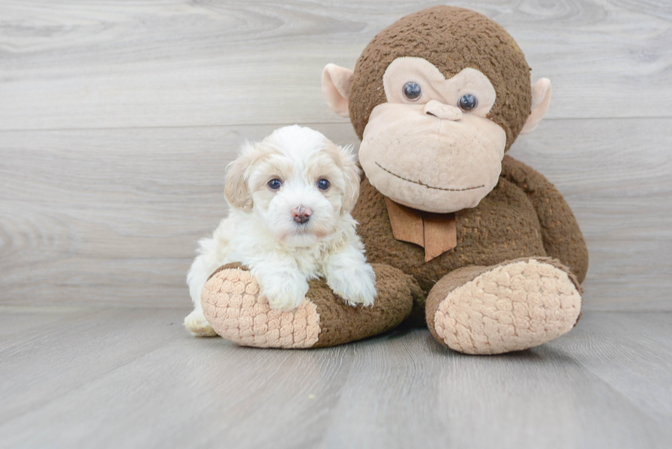 Maltipoo Pup Being Cute