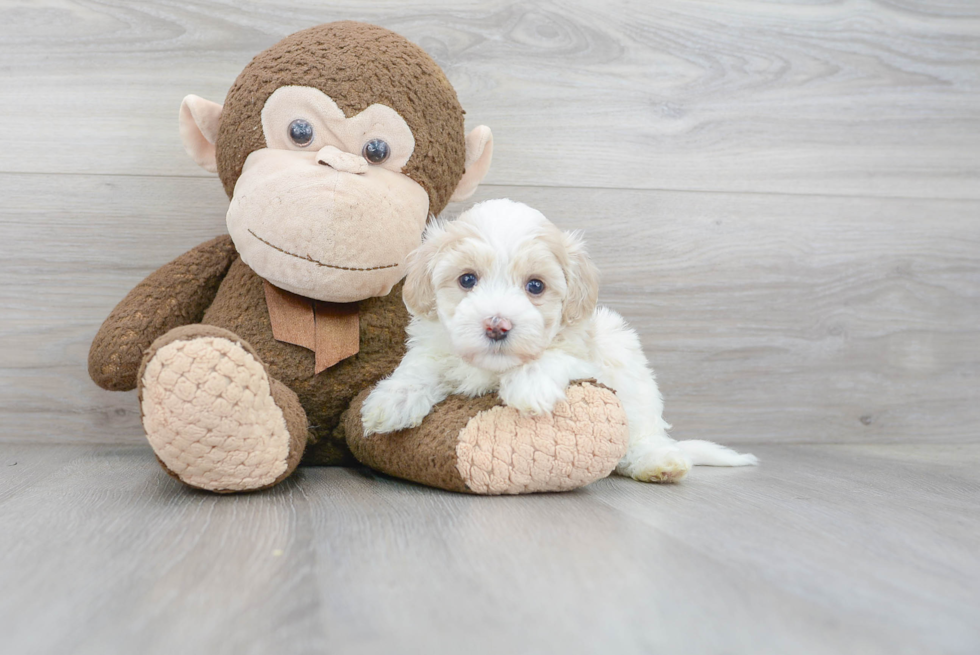 Maltipoo Pup Being Cute