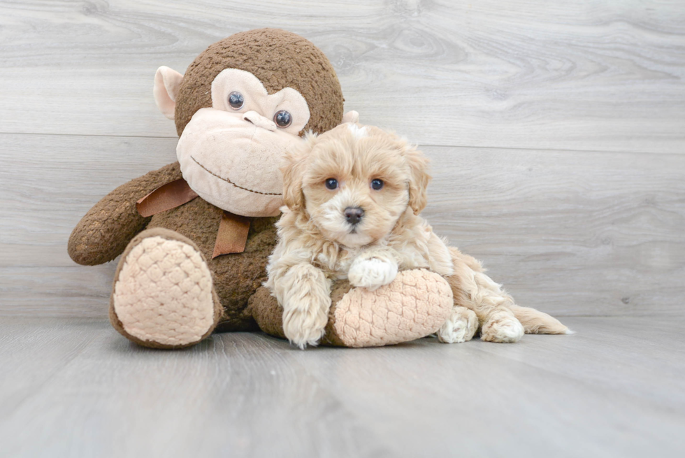 Maltipoo Pup Being Cute