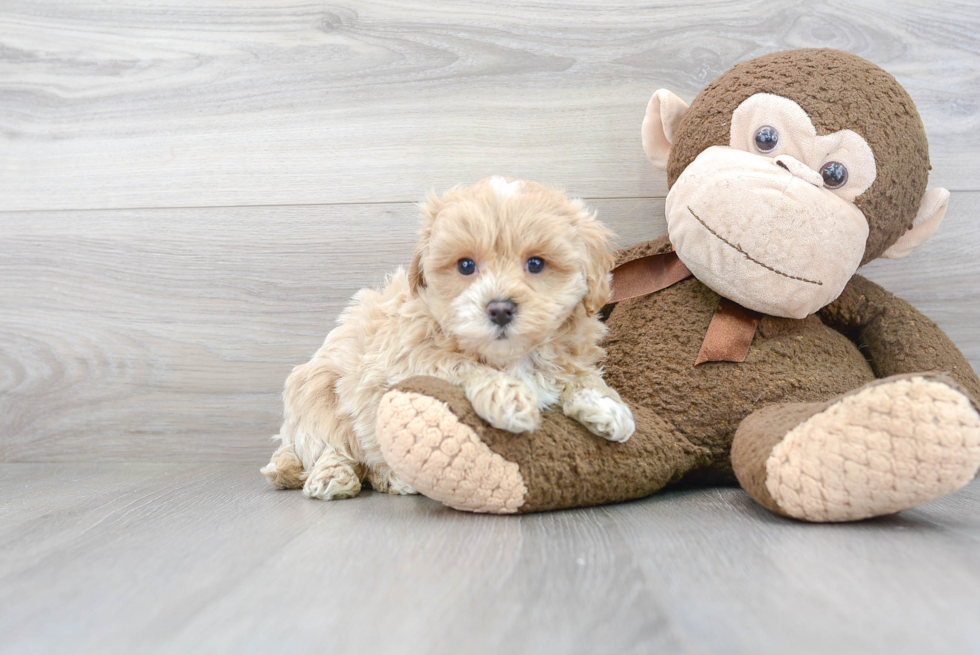 Funny Maltipoo Poodle Mix Pup