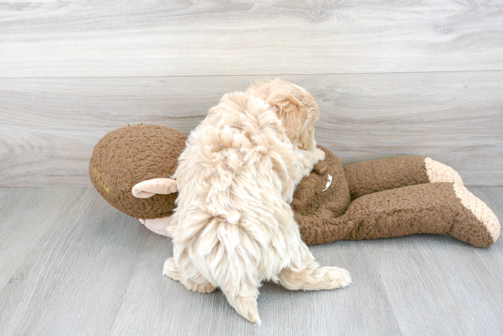 Maltipoo Pup Being Cute