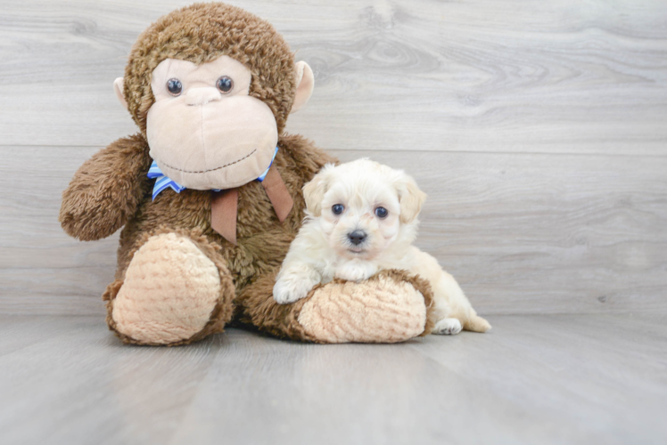 Maltipoo Puppy for Adoption