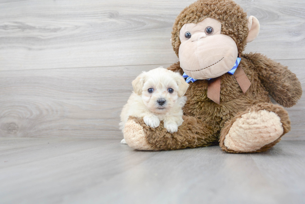 Happy Maltipoo Baby