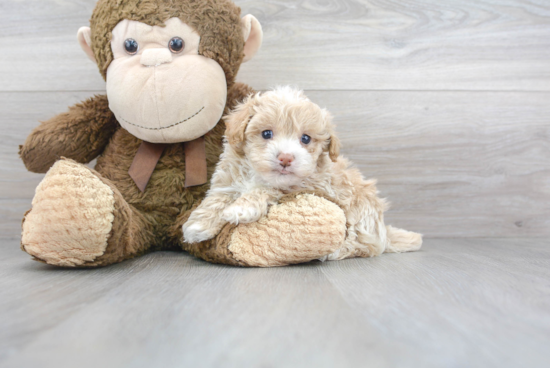 Energetic Maltese Poodle Poodle Mix Puppy