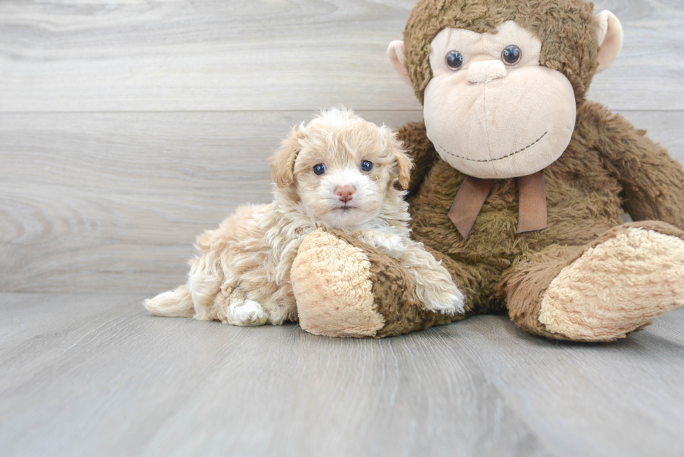 Maltipoo Pup Being Cute