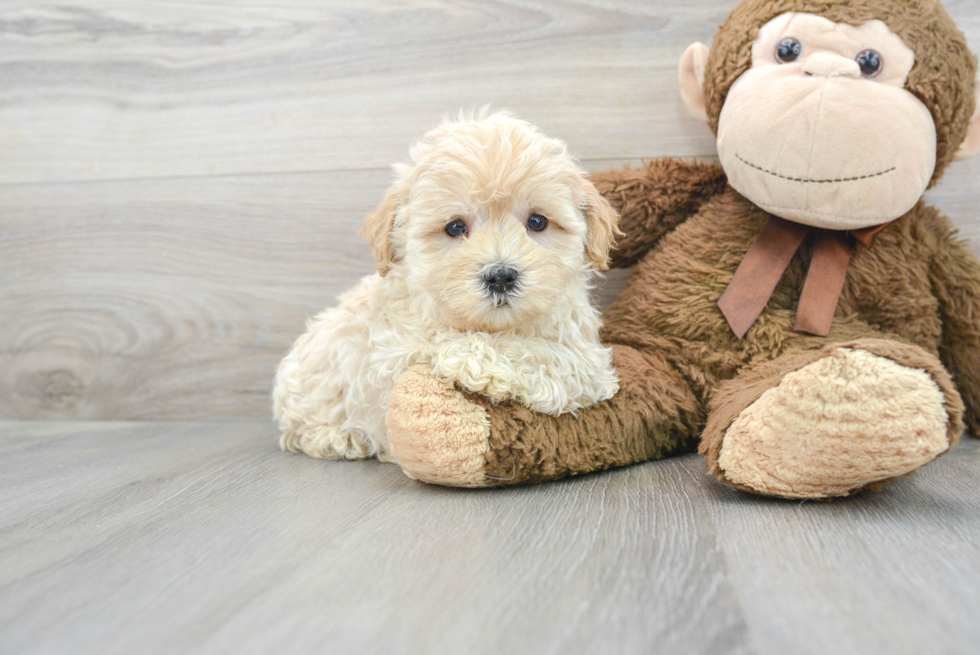 Maltipoo Pup Being Cute