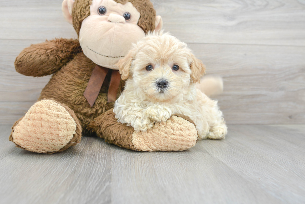 Maltipoo Puppy for Adoption