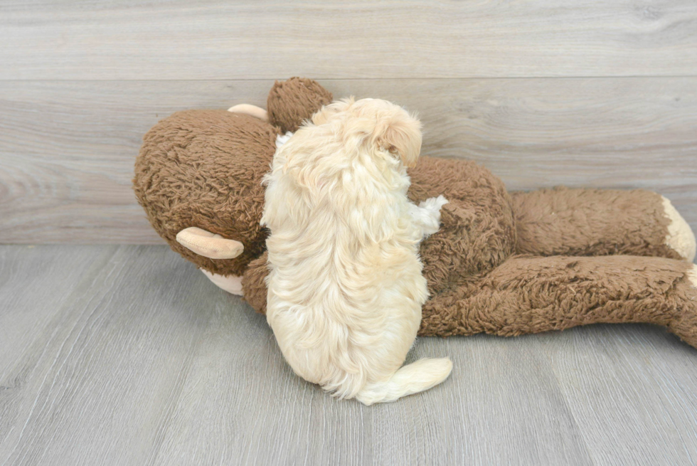 Little Maltepoo Poodle Mix Puppy